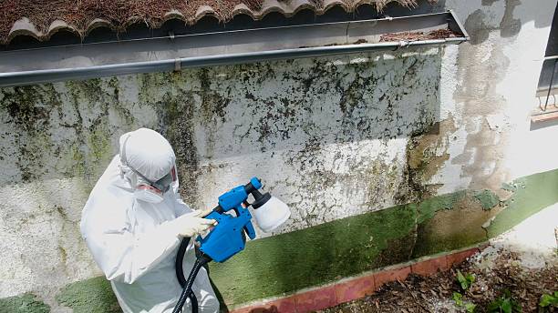 Top rated local Basement Mold Removal specialists in Queen Creek, AZ